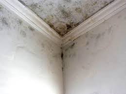 Why You Should Choose Our Mold Remediation Services in East Mckeesport, PA